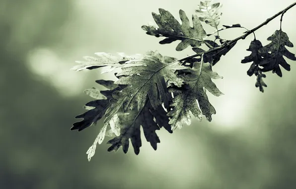 Leaves, macro, nature