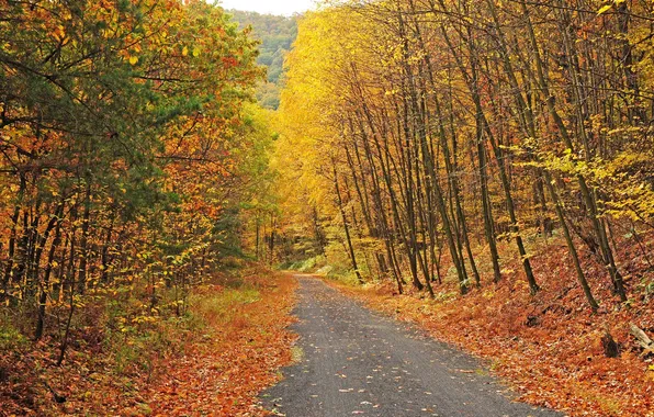 Road, autumn, forest, the sky, leaves, trees