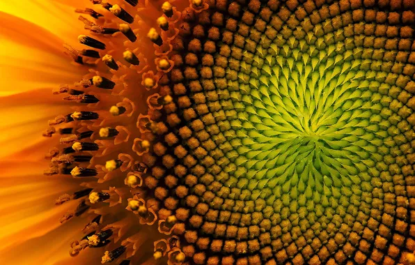 Picture macro, sunflowers, yellow