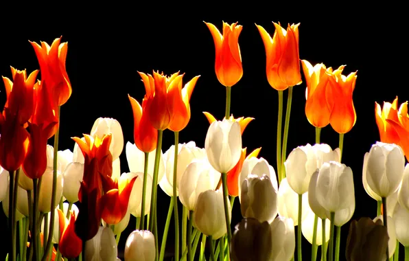 Glare, background, Shine, petals, stem, tulips
