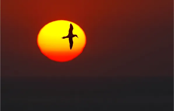 The sun, sunset, sunrise, bird