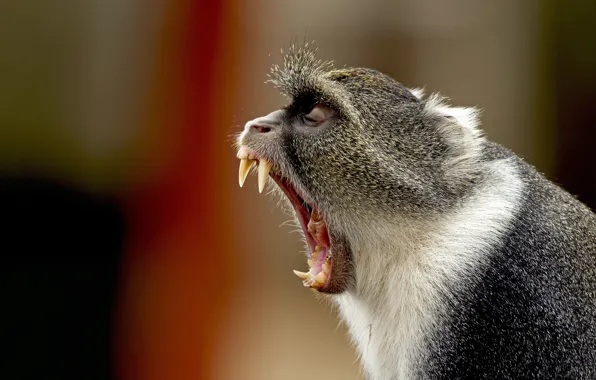 Picture background, monkey, mouth, fangs, monkey, evil sdohnesh, White monkey
