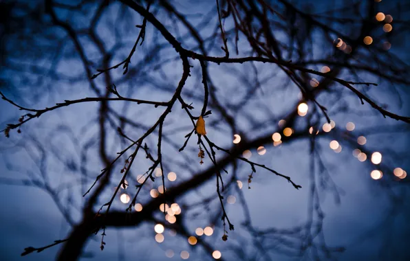 Picture leaves, trees, branches, lights, stem, buds