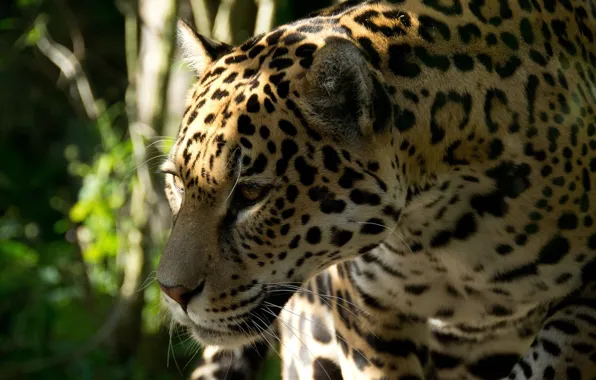 Picture face, predator, Jaguar, profile, wild cat