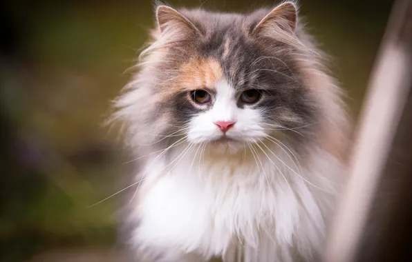Cat, eyes, cat, look, kitty, background, portrait, kitty