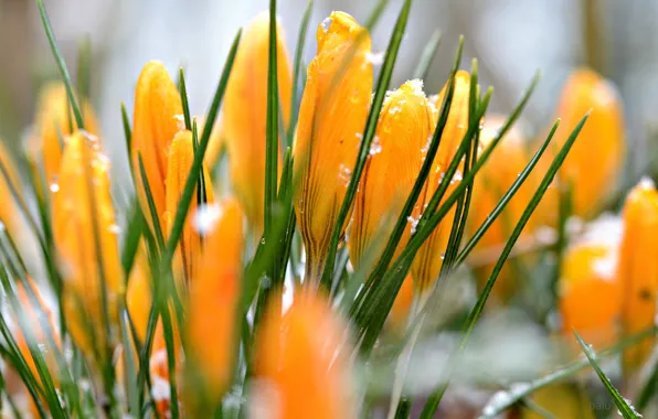 Picture snow, yellow, crocuses, water drops