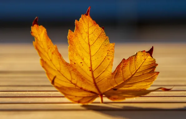 Autumn, macro, light, bench, yellow, sheet, leaf, bokeh