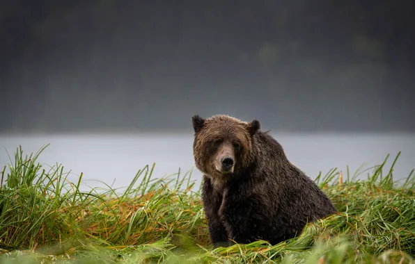 Sadness, grass, rain, bear, sitting