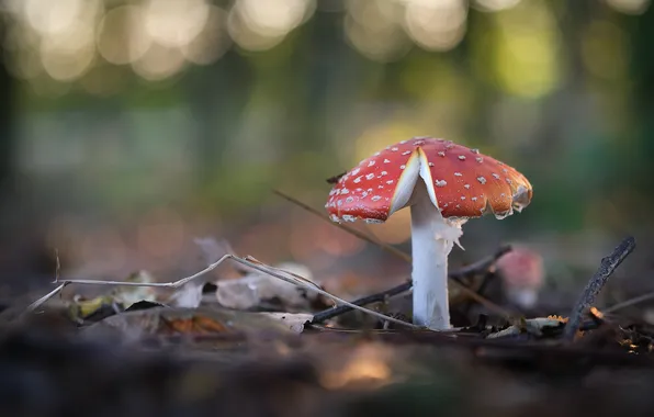Mushroom, mushroom, bokeh