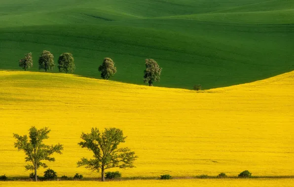 Field, trees, meadow