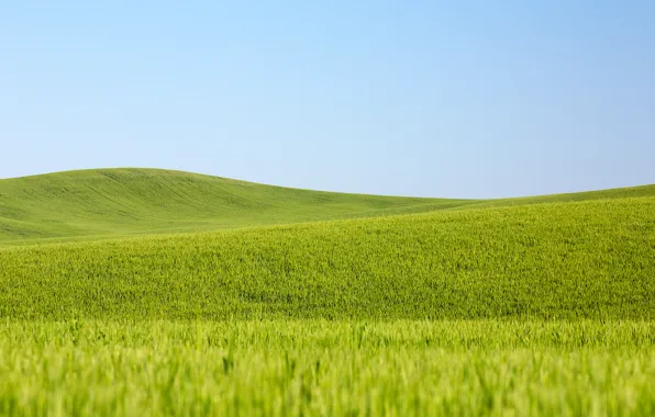 Wheat, field, the sky, line, the countryside, wheat fields, farm
