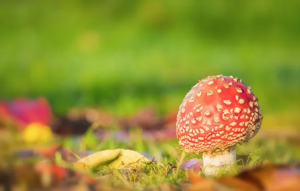 Autumn, grass, nature, yellow leaves, mushroom, mushroom