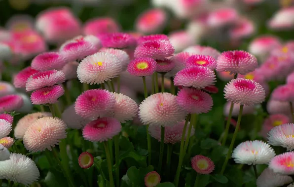 Picture pink, a lot, Daisy