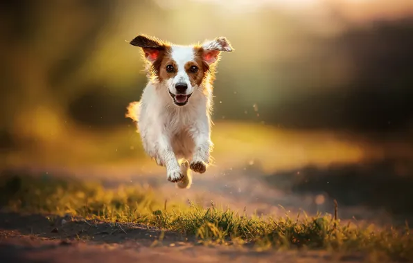 Nature, each, dog, running