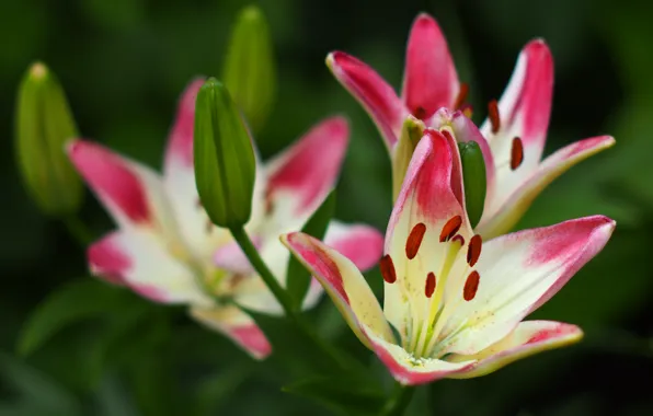 Macro, flowers, Lily, garden, pink, two-tone