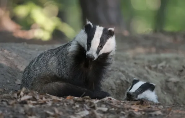 Nature, Nora, cub, mom, bokeh, badger, faces, badgers