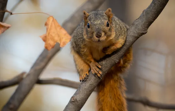 Picture autumn, look, branches, pose, foliage, protein, face