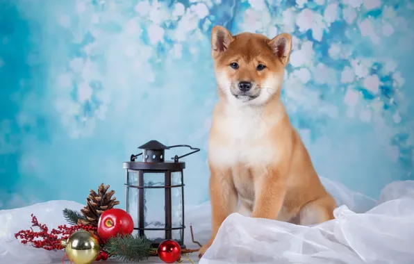 Gift, dog, flashlight, puppy, fabric, branch berries