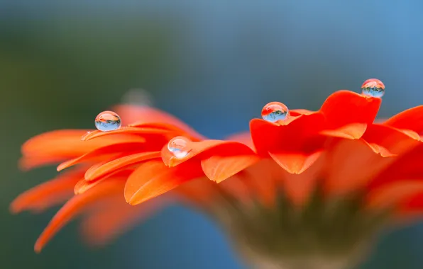 Picture flower, water, drops, Rosa, petals, gerbera