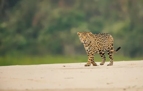 Picture look, Jaguar, wild cat, bokeh