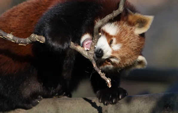 Pose, tree, branch, mouth, red Panda, face, red Panda