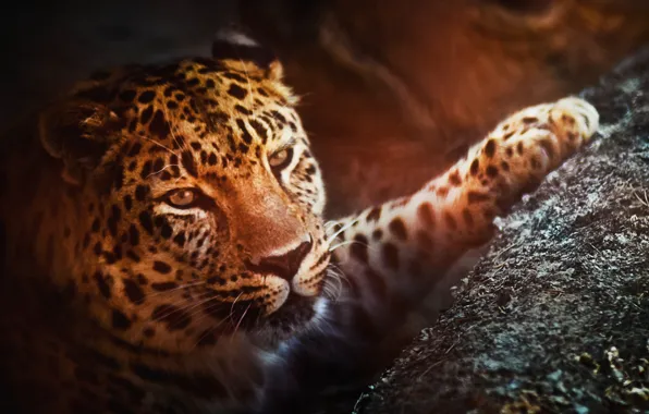 Picture face, paw, predator, leopard
