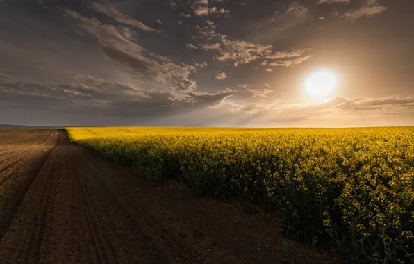 Field, summer, the sky, the sun, clouds, light, sunset, flowers