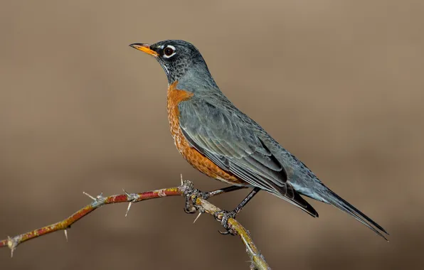 Branches, bird, well, Turdus migratorius