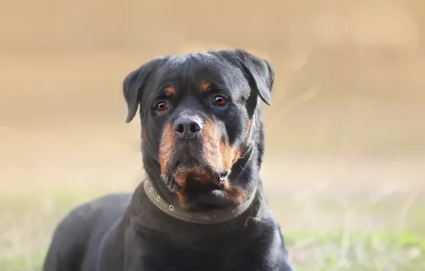 Look, background, each, Rottweiler