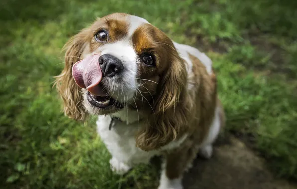 Language, grass, face, nature, dog