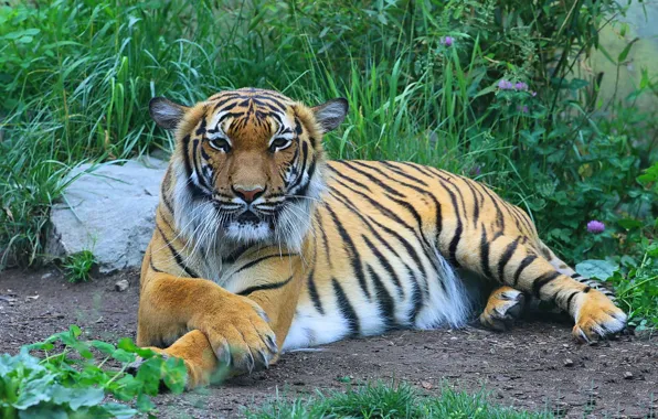 Look, tiger, stay, predator, paws, tabby cat