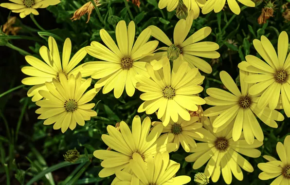 Flowers, yellow, garden, a lot, osteospermum