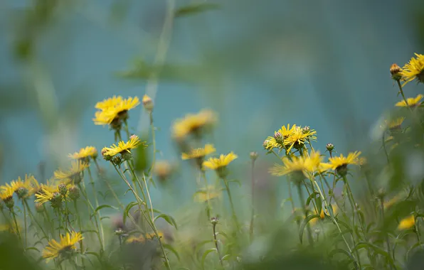 Picture greens, summer, grass, flowers, yellow, glade, spring, flowers