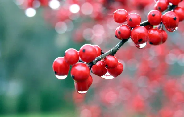 Macro, Rosa, berries