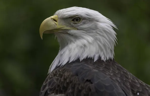 Bird, head, beak, Bald eagle, a family of hawk, large background, Ali Pashang, Northern bald …