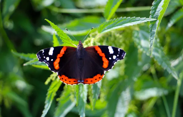 Summer, butterfly, Admiral, nettle