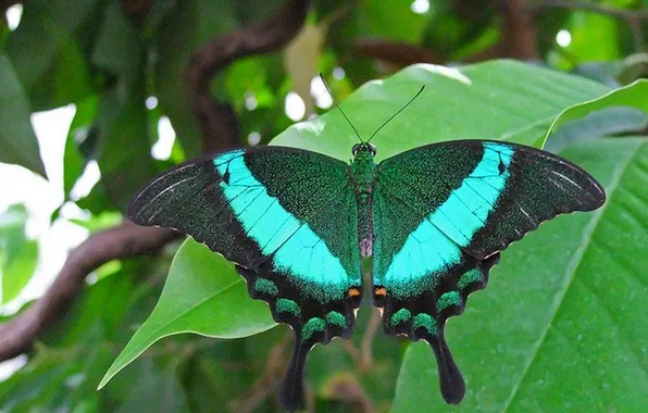 Leaves, microsemi, butterfly, wings, insect, beautiful, closeup