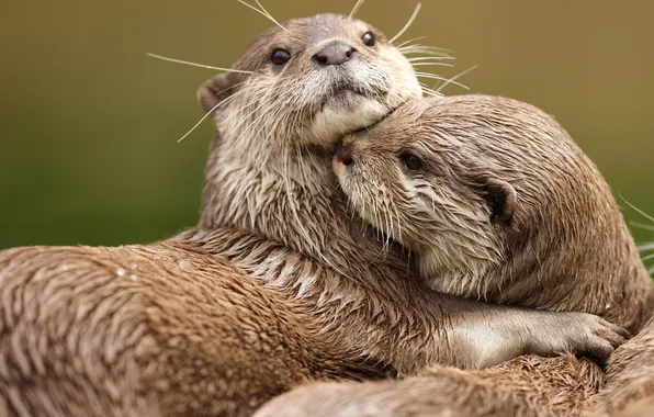 Picture love, two, hug, otters