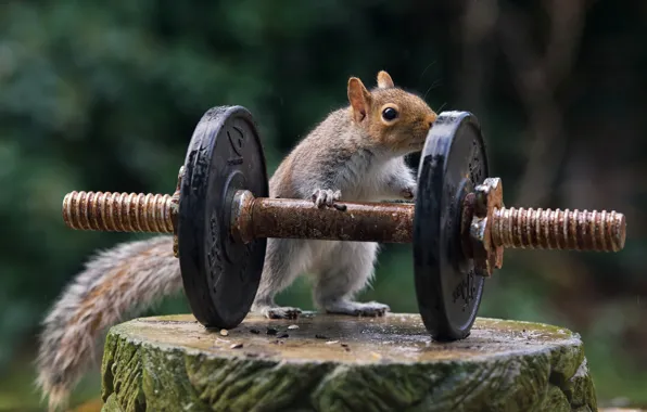 Nature, sport, stump, protein, athlete, rod, strongman, the severity