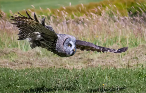 Picture flight, owl, bird, wings, hunting, Great grey owl
