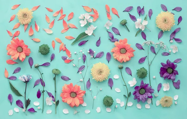 Flowers, background, petals, chrysanthemum