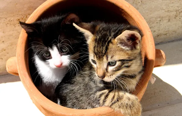 Picture Kittens, pot