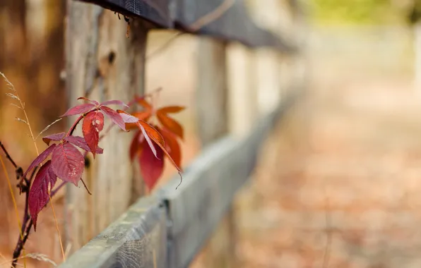 Greens, grass, leaves, macro, red, background, widescreen, Wallpaper