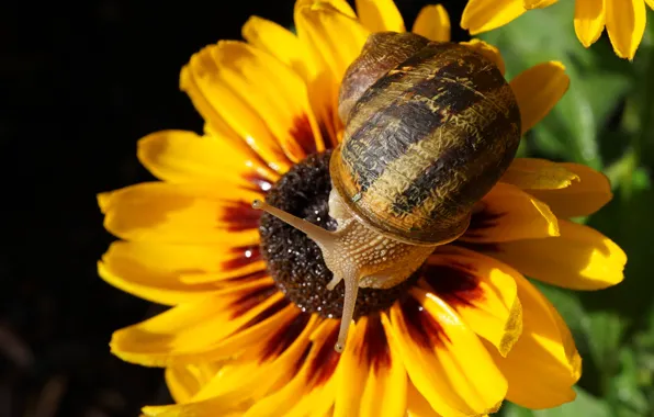 Flower, macro, light, yellow, clam, snail, petals, shell