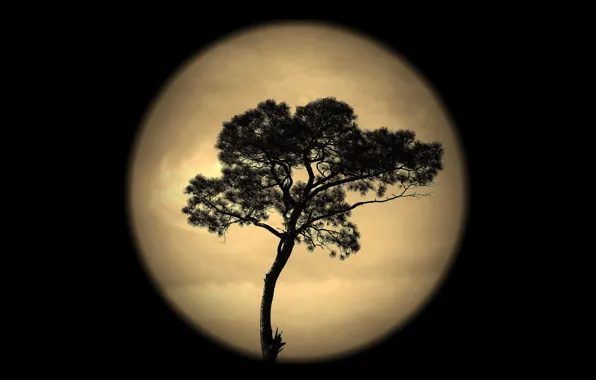 The sky, night, tree, the moon, silhouette