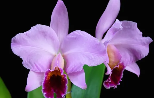 Pair, purple, orchids, lilac