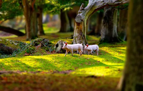 Nature, Park, pig
