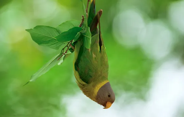 Parrot, bird, bokeh, upside down, Pramod Bayya, Red-headed ringed parrot