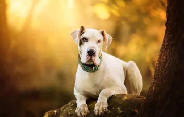 Picture autumn, look, face, branches, pose, tree, dog, paws