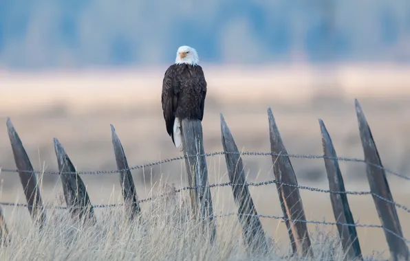 Grass, look, nature, bird, Board, the fence, eagle, sitting